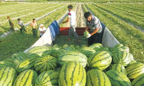 摘几个洋瓜吃会胖吗视频,适量食用不会增肥，吃错反而胖？