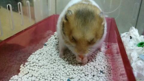 金丝熊可以吃小瓜么吗视频,探索宠物新食粮